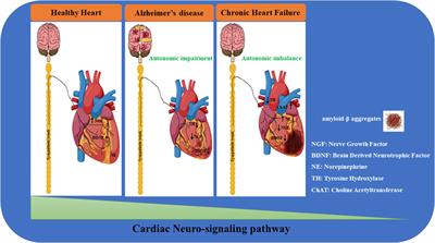 Autonomic nervous system and cardiac neuro-signaling pathway modulation in cardiovascular disorders and Alzheimer’s disease